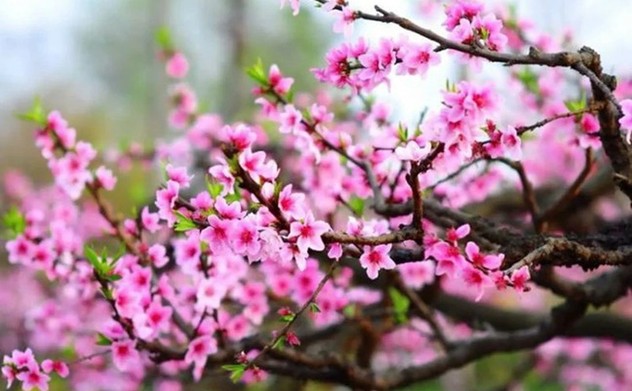 Chỉ thị số 55-CT/TW của Ban Bí thư về việc tổ chức Tết Bính Ngọ năm 2026